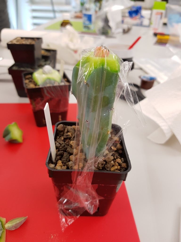 Pfropfung einer Chlorophyll armen Pflanze