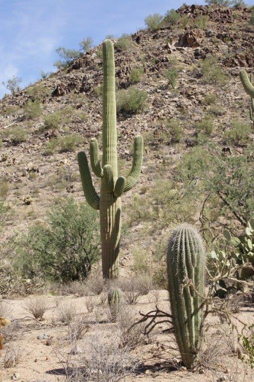 Saguaro Kaktus mit Jungpflanze im Vordergrund