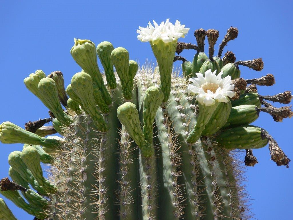 Blüte Saguaro Kaktus