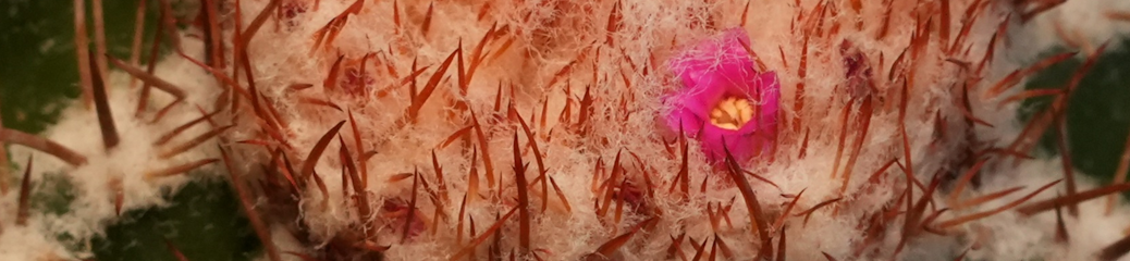 Melocactus matanzanus